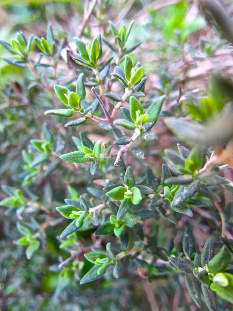 Thymian