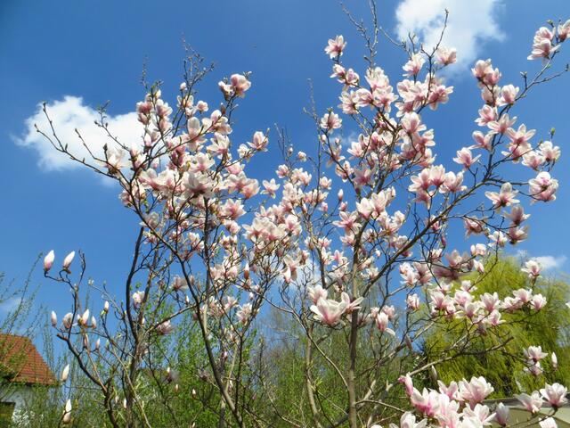 20130428-Sonntagsbilder-17-Magnolie-Blüten
