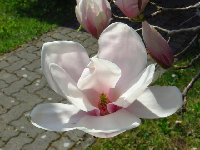 20130428-Sonntagsbilder-17-Magnolie-Blüten
