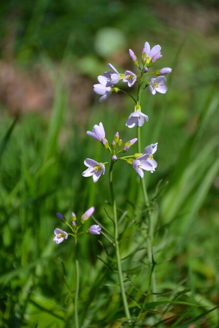 Wiesenschaumkraut (Foto: Katja Woidtke)