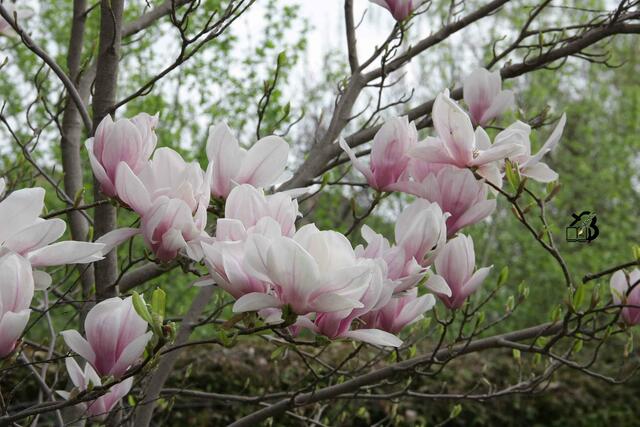 20130428-Sonntagsbilder-17-Magnolie-Blüten