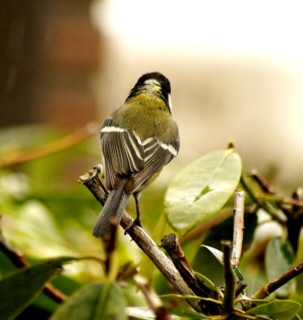 REGENVOGEL! Auch im Regen sehen wird die muteren Meisen im Geäst. Die Nässe dringt nicht ins Gefieder sondern perlt (wie hier zu sehen) vom Federkleid ab.