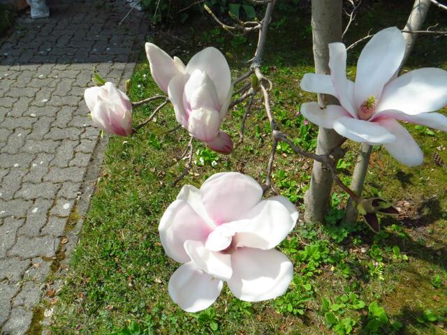 20130428-Sonntagsbilder-17-Magnolie-Blüten
