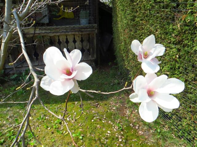 20130428-Sonntagsbilder-17-Magnolie-Blüten