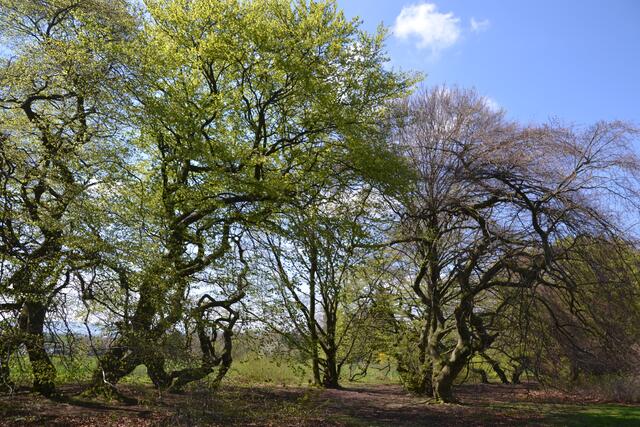 Süntelbuchenallee im Kurpark Bad Nenndorf (Foto: Katja Woidtke)