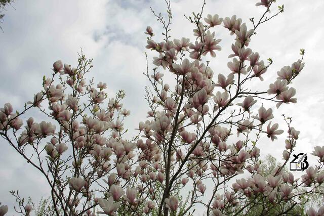 20130428-Sonntagsbilder-17-Magnolie-Blüten