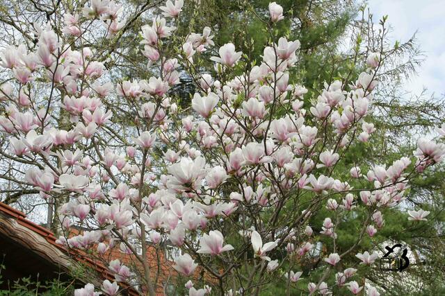 20130428-Sonntagsbilder-17-Magnolie-Blüten