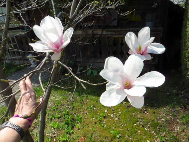 20130428-Sonntagsbilder-17-Magnolie-Blüten