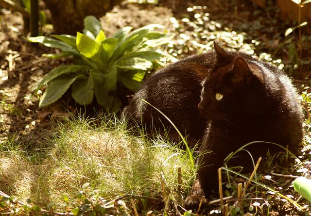 Gut getarntes Sonnenbad! "Jagdblick" auch beim Relaxen.