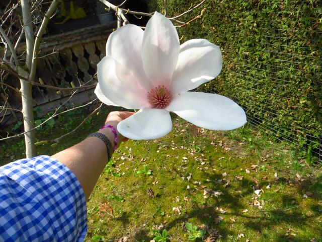 20130428-Sonntagsbilder-17-Magnolie-Blüten