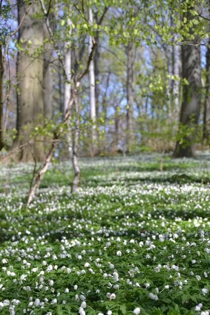 Buschwindröschen bilden einen weißen Teppich im Kurpark Bad Nenndorf.(Foto: Katja Woidtke)