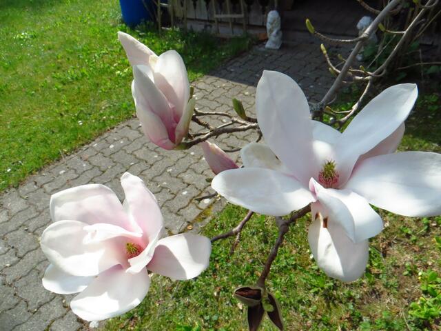 20130428-Sonntagsbilder-17-Magnolie-Blüten