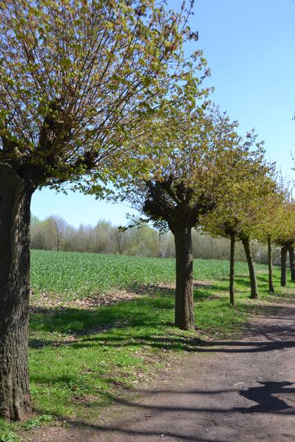 Bubikopfallee im Kurpark Bad Nenndorf (Foto: Katja Woidtke)