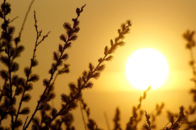 Weidenkätzchen im Lichtstrahl des beginnenden Sonnenuntergangs.