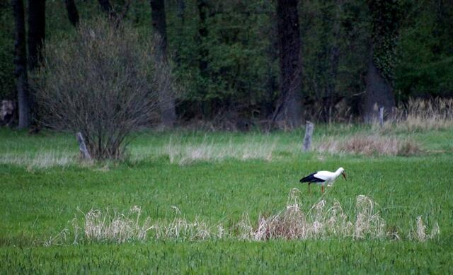 Der erste - in diesem Jahr in der Feldmark Burgwedels - in der Abenddämmerung beobachtete Weißstorch. Aufgenommen am 28.April zusammen mit...