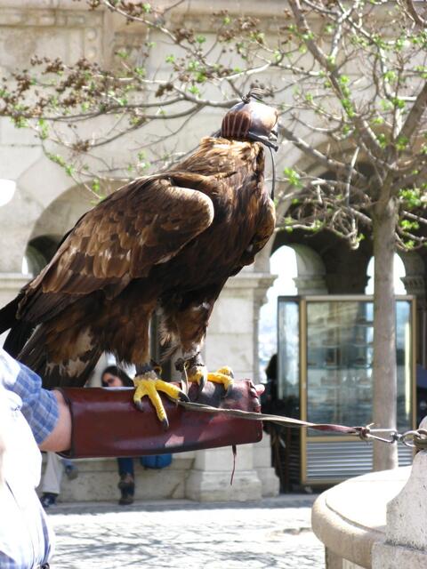 Ein schöner Adler