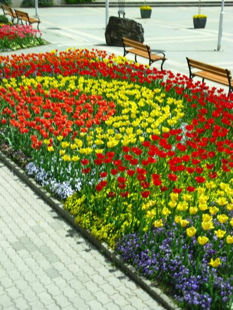 Schöne Blumen