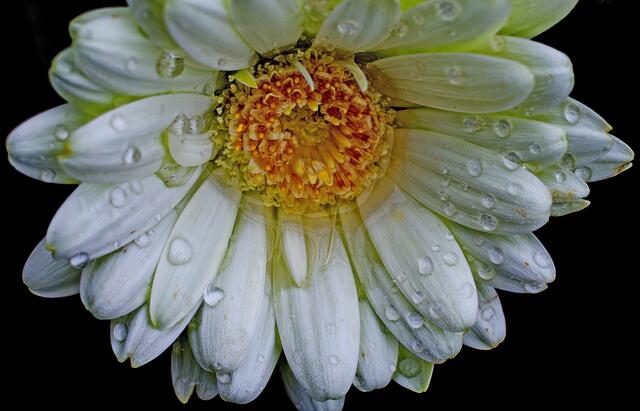 Regenblüte
