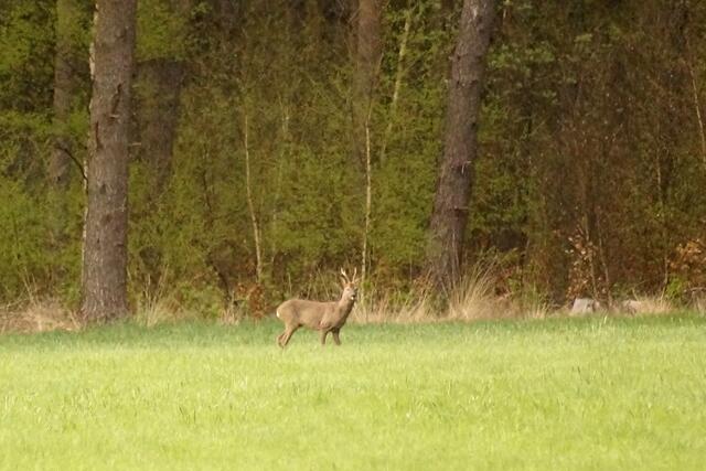 Der einzelgängerische territoriale, mehrjährige Rehbock hat nun wieder seinen Platz eingenommen.