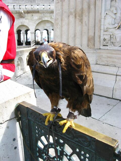 Ein schöner Adler