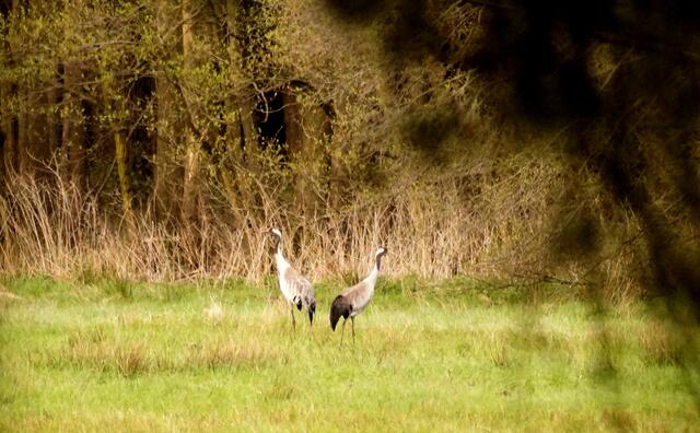 ...Vorsichtig von einem Fahrweg aus konnten die Kraniche, zwischen dem Baumbestand hindurch, minutenlang beobachtet werden - bis sie sich gemächlich, im an die Wiese angrenzenden Gehölz, den Blicken der Beobachterin entzogen.
