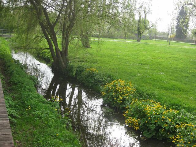 Die kleine Aach, die durch den Stadtpark fließt