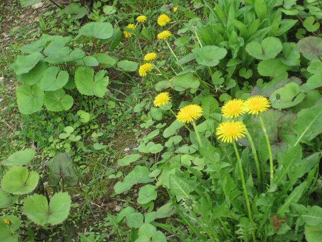 .......am Rand des Weihers .......