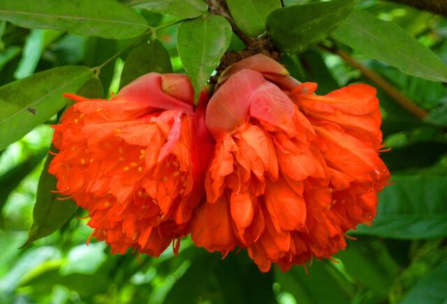 Diese riesigen Blüten sind traumhaft schön.