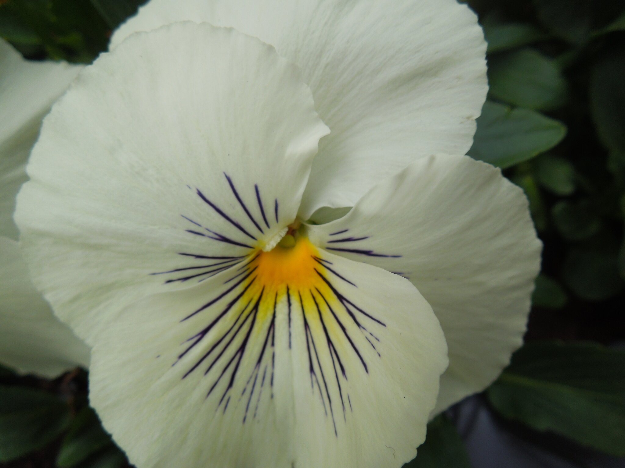 Flower Power Augsburg