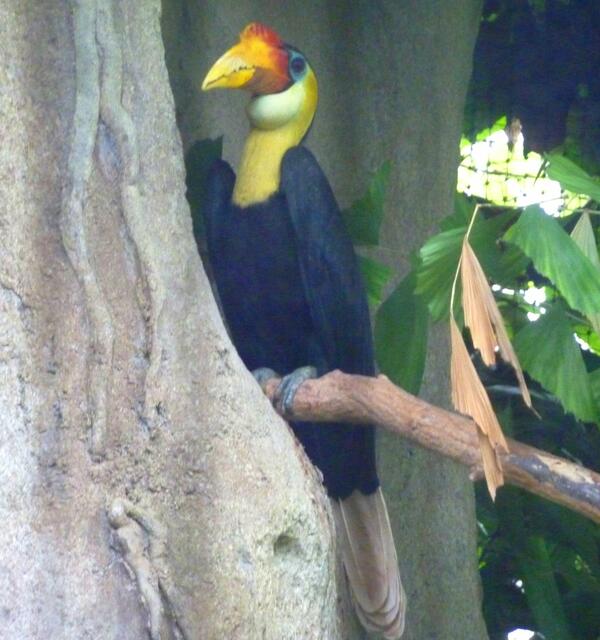 Ein leuchtendbunter Hornvogel