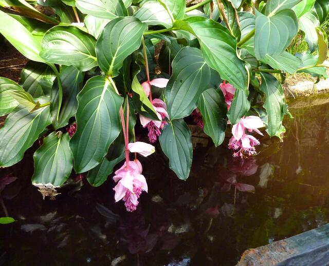 Exotische Blüten mit Spiegelung