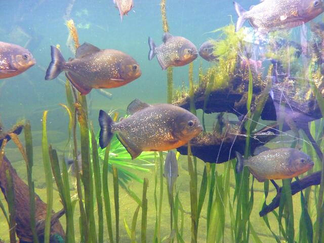 Gefährliche Schönheiten: Rote Piranhas