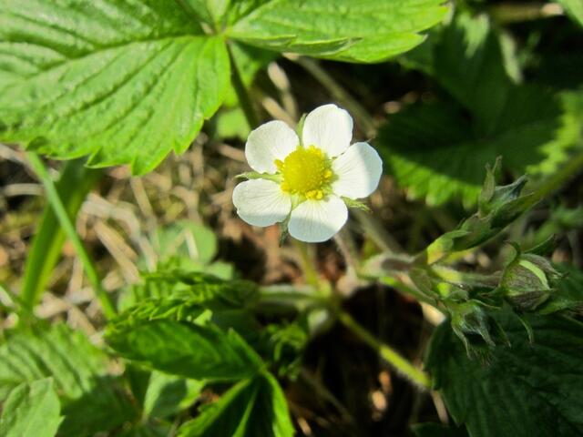 Erdbeerblüte