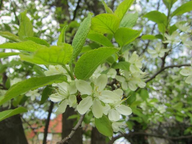 Zwetschenblüte