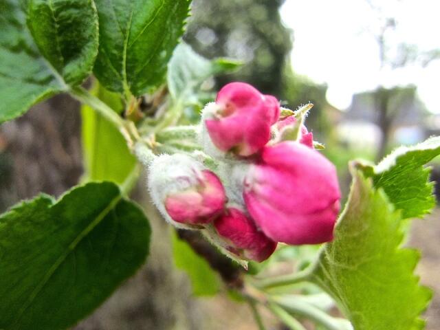 Apfelblüte