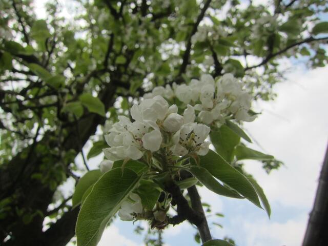 Birnenblüte