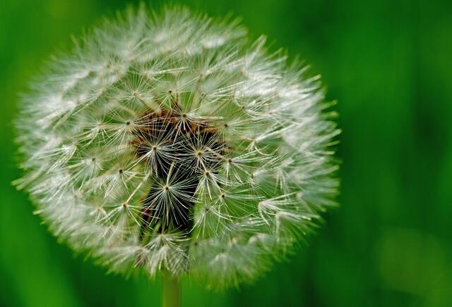 Pusteblume, Bezeichunug aus meiner Kindheit