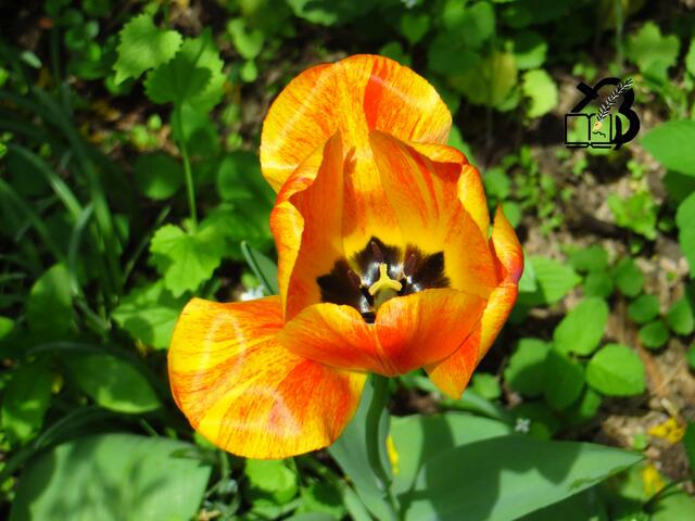 20130505-Sonntagsbilder-18-Tulpen-Lenz