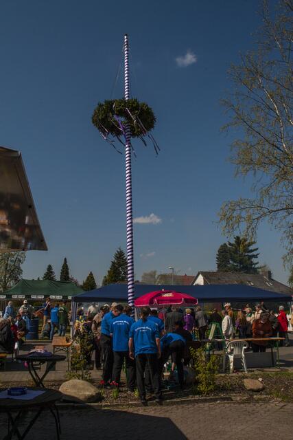 Der Maibaum steht | Foto: Tim Seddig