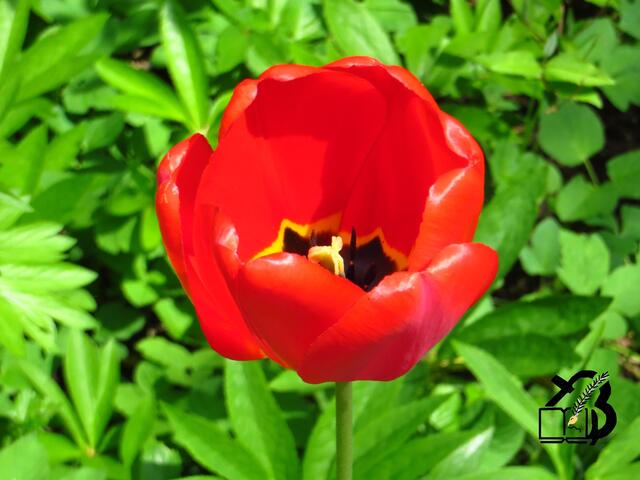 20130505-Sonntagsbilder-18-Tulpen-Lenz