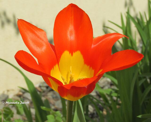 Manuela gefiel diese Tulpe.