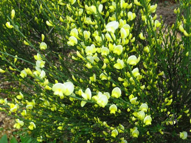 20130505-Sonntagsbilder-18-Ginster-Lenz