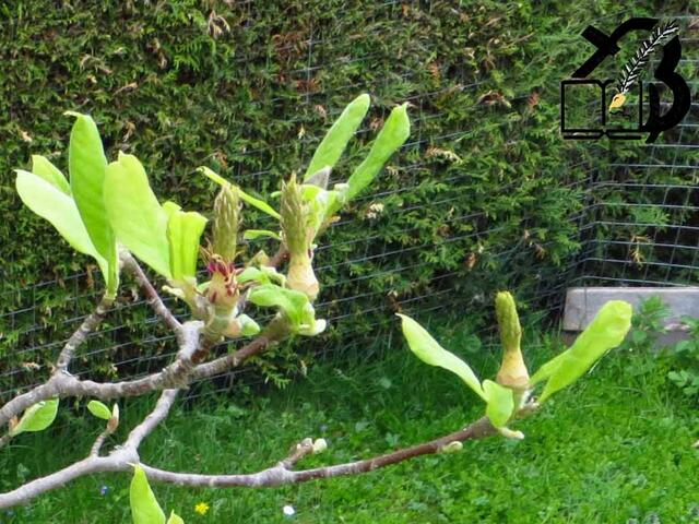 20130505-Sonntagsbilder-18-Magnolie-Lenz