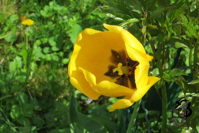 20130505-Sonntagsbilder-18-Tulpen-Lenz