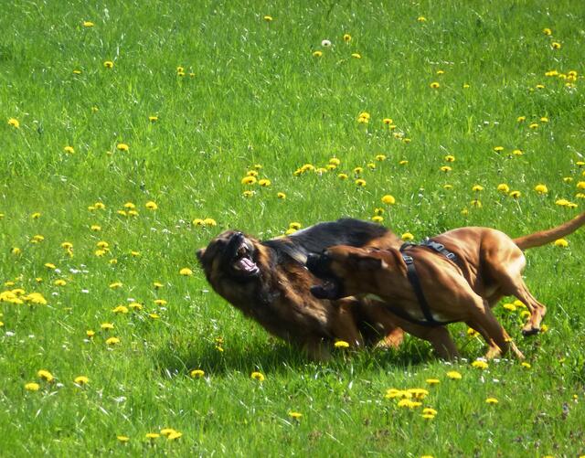 Fang mich doch!