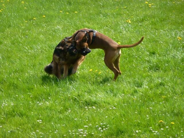 Wir spielen nur ;-)