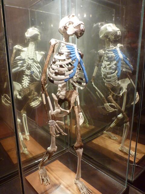 Lucy unsere Ururahnin aus dem ostafrikanischen Grabenbruch maß vor 3 Millionen Jahren gerade mal 120cm.
