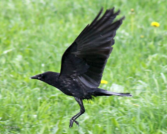 Aber auch der kann schon fliegen.