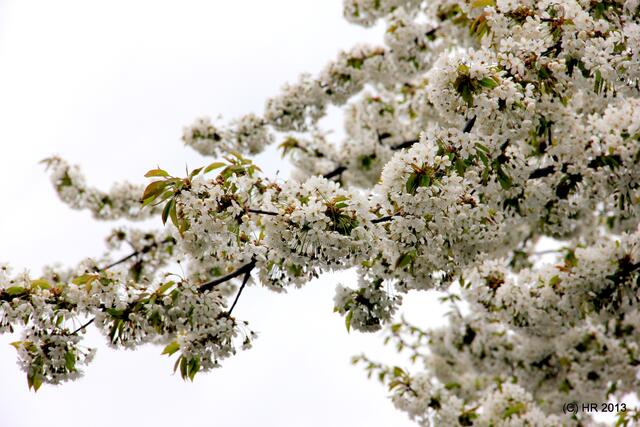 Kirschbaum