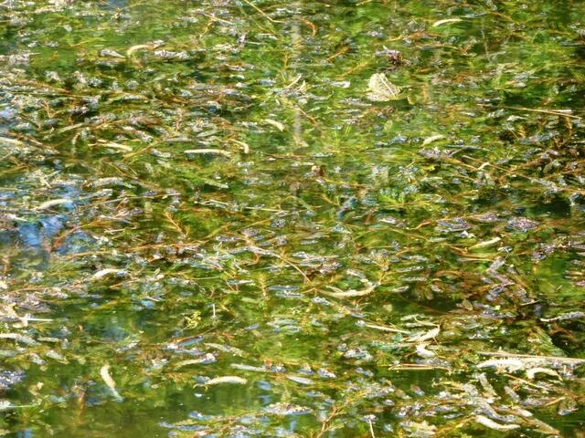 Da musste man schon genau hinschauen, um einen Frosch zu entdecken